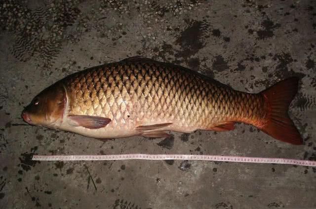 「伏龙水库」我是如何钓获这条23斤的大鲤鱼?圆滚滚的像小猪,破了我的记录