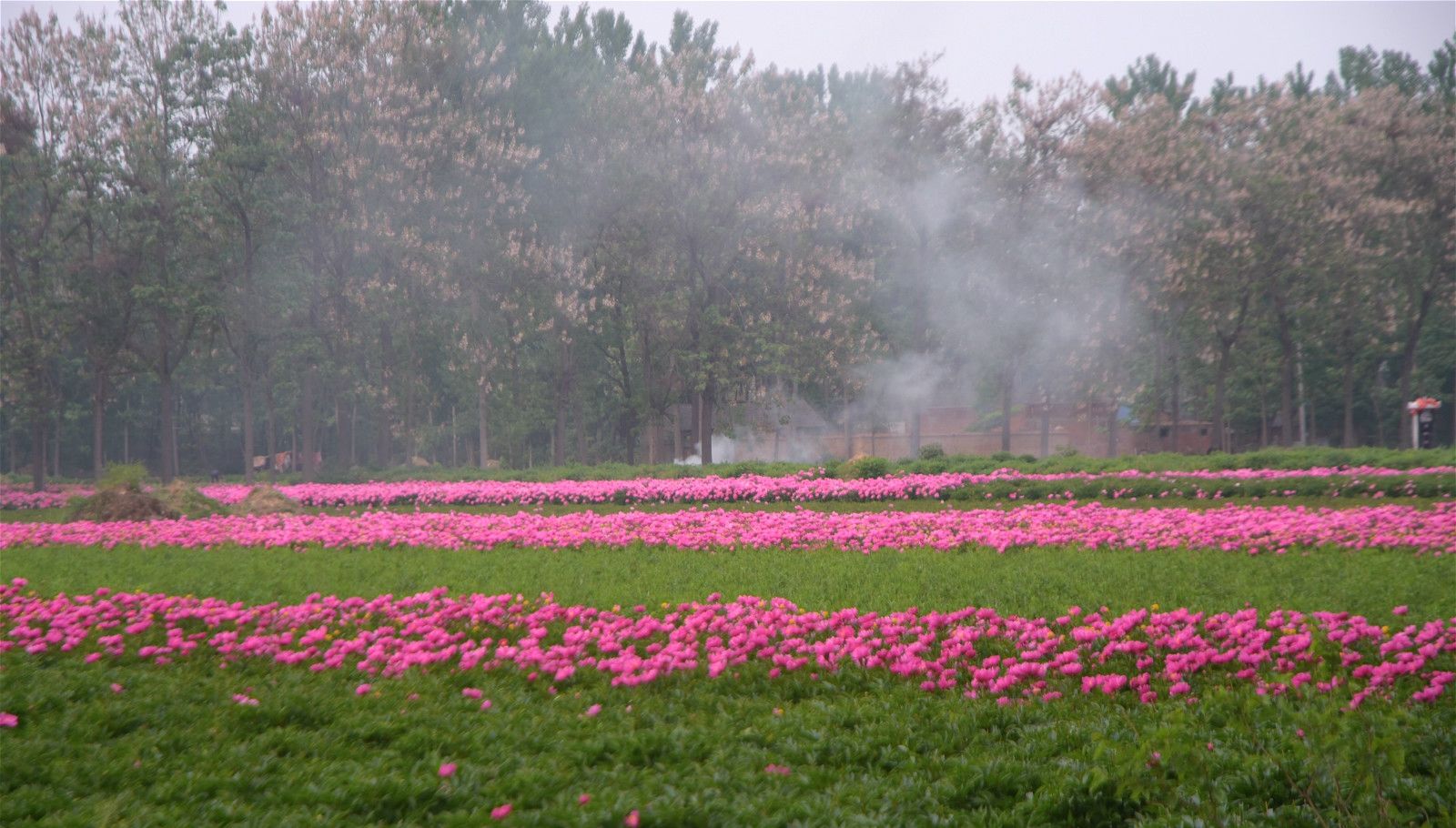  作物|曾经让农村人羡慕的作物，生长期为4年，如今越长越不值钱