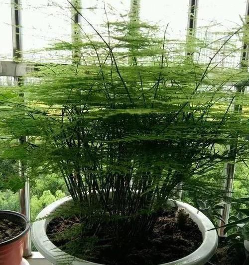 『适合』阳台光照足适合花草生长？别记错了，此6种早搬屋里还有救