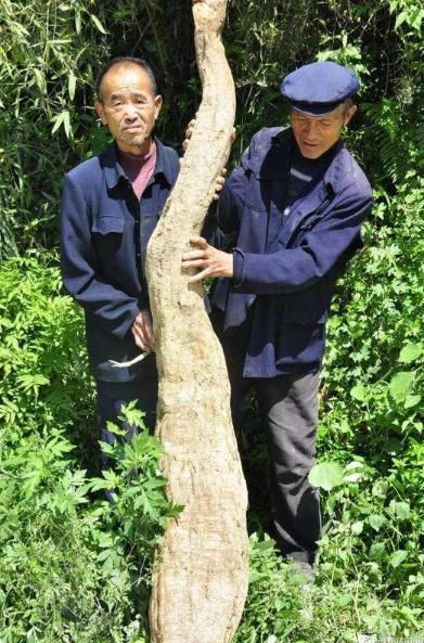  「绿色食品」50年前喂猪的“野草”，农民吃到吐，如今当绿色食