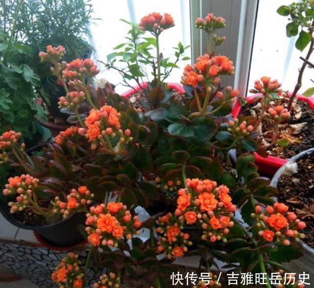  『旺盛』天气越冷，2种花开得越旺盛，放在窗台“开爆盆”，谁见都说好