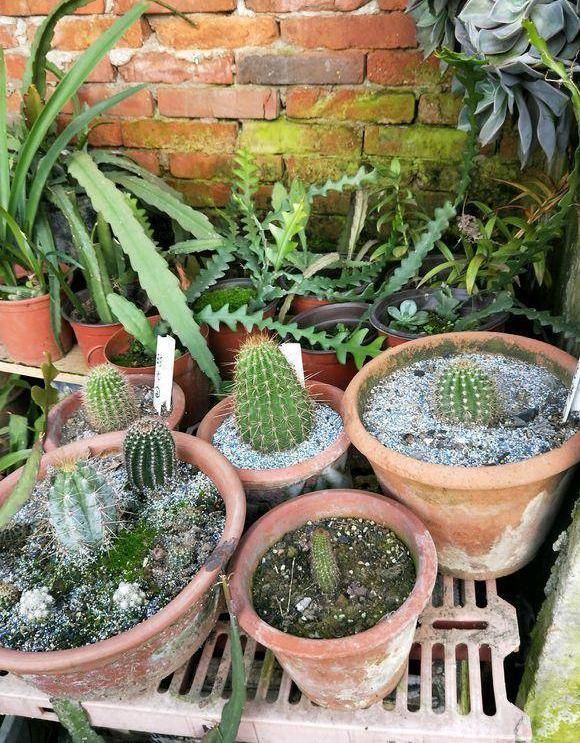  [仙人球开花]仙人球喂点“羊屎豆”，360度开花，下了10个蛋，盆盆饱满可爱