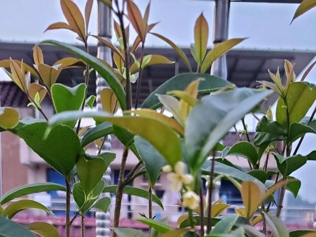 闷根■阳台上怎么养桂花?快掉光叶的桂花盆栽,做到3点,新芽使劲窜