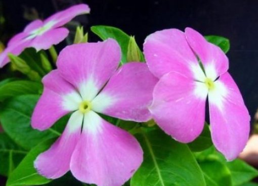 『花色』家养这些花,不用费啥心,花色多又艳,一年四季开不停,绚丽多彩