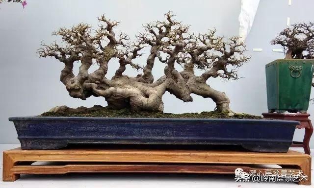 盆景赏析——《层林叠翠》