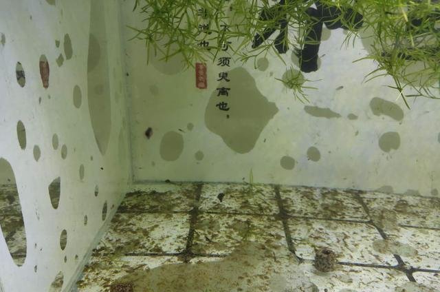  『小妙』使用蛋黄、鱼饲料投喂鱼苗，水质浑浊怎么办，几个小妙招搞定