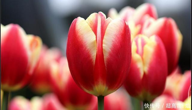  【虚化】只需3步，即可拍出娇艳欲滴的花朵！这样的技巧你会了么