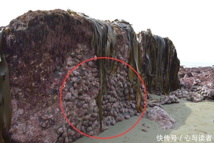 地震后海面隆起一个小岛，当地居民发现上面的东西而喜出望外