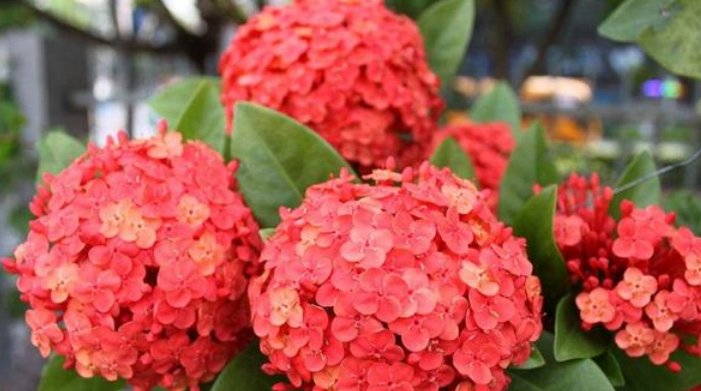 『随便』4种花好养又漂亮,随便养都爆盆,花期长花量大,满屋飘香!