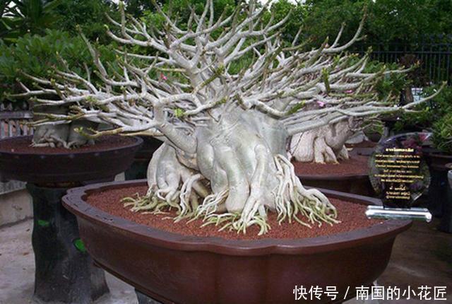  生存|沙漠也有花开，家养一盆沙漠盆景，看沙漠风情