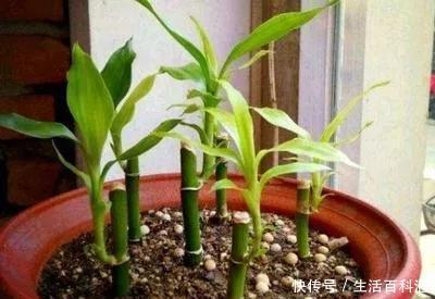 家里@6种招财旺运好扦插的花,1年繁殖50盆,家里多得装不下