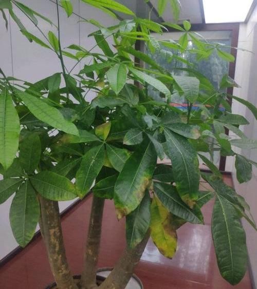 「养好」养好发财树,这几个“细节”要注意,不能疏忽,小心黄叶子