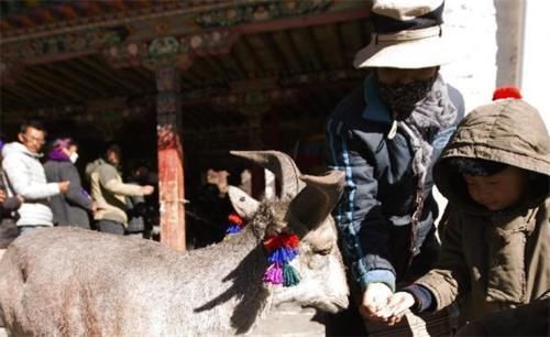 行走在西藏，如遇门口插了树枝的人家，切勿进入