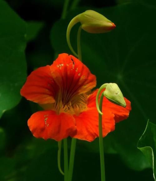 【常见】有一种莲花,不需要水,一年四季都开花,花香色艳,绿化带常见