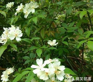 农村这些叫不出名的野草，殊不知，这么珍贵