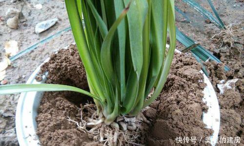 生根水@8月养吊兰,浇水加点“它”,根系发达长势旺,一个月蹭蹭长爆盆