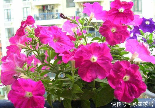 简单|养花就养此3种，开花量大爆盆简单，颜色丰富谁养谁爱，漂亮极了