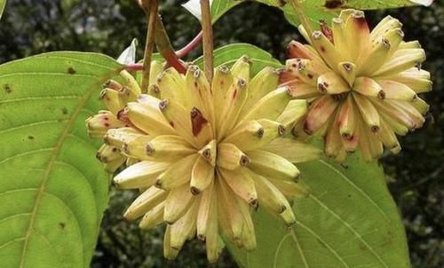 珍贵:1种树高大,被称为“喜树”,结出的果子像“香蕉”,珍贵、特别