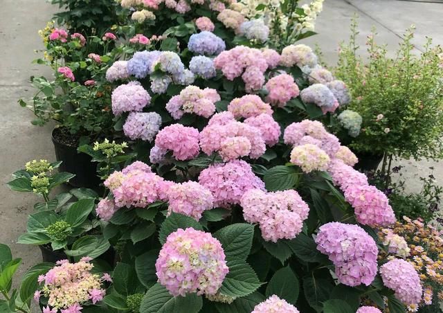 『技巧』谁说绣球花在花苞期不能给花苞喷水?掌握3个技巧,开花比碗大