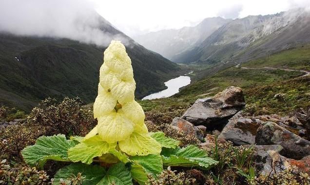 川藏线上的“大白菜”绝对不能摘，小心被罚4000元