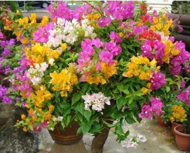  『特别』此花，好养花期长，它开花特别的漂亮。