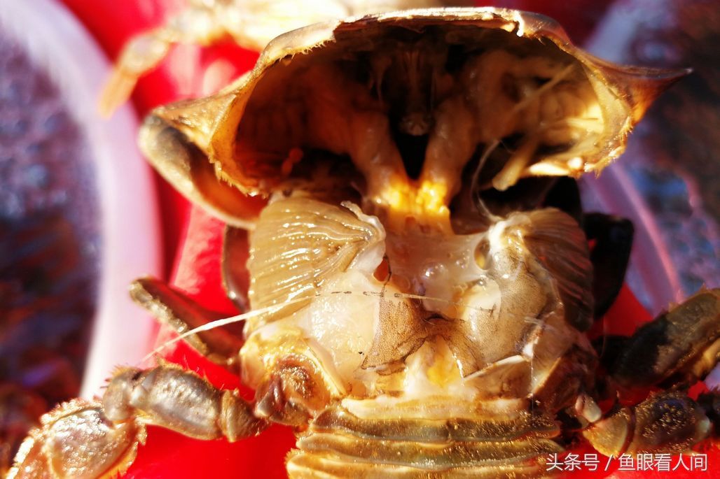 菜市场石蟹打破梭子蟹一统天下 最大60块钱一斤 其他与梭子蟹相仿