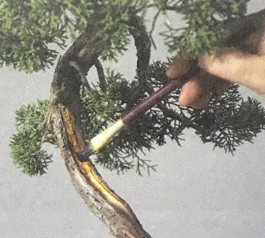  『树木』舍利干虽美，形成却残酷，向你展示舍利干盆景艰辛形成历程！