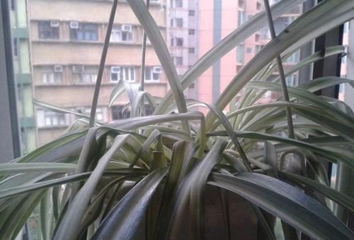  空气湿度■吊兰叶子干尖要如何处理，为啥会出现这种状况