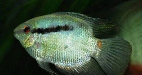  #水族市场上#美洲慈鲷之美，您细品