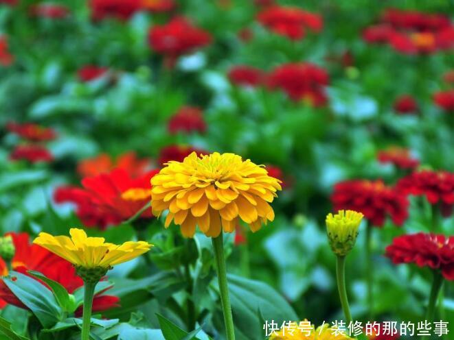 「不用」家庭盆栽选“4种花”,花色绚丽,花期长,不用费心就能开