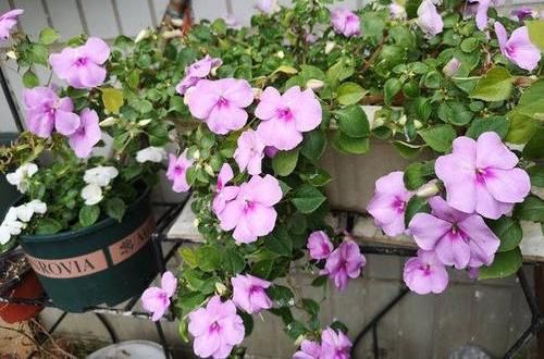 『凤仙花』养盆凤仙花，常年开花，花瓣能染指甲，小时候过家家经常玩