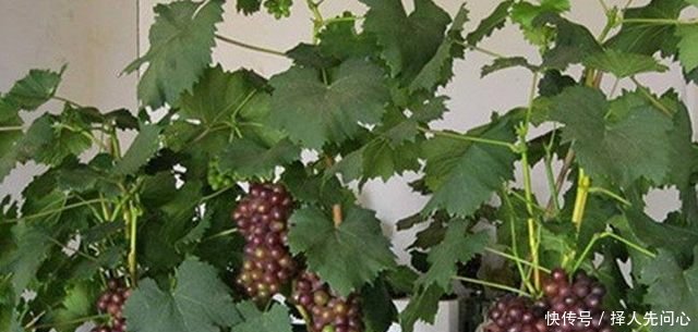 农民在花盆里不种花种它，200块一盆还供不应求