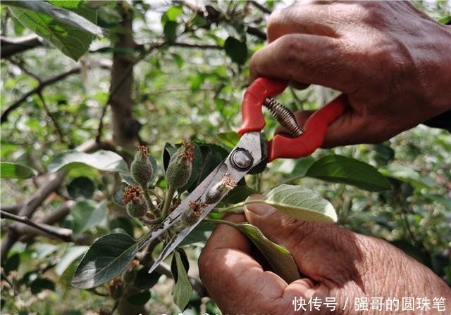  『富民』龙头企业引领产业发展，看贵州威宁苹果长成“富民大树！”