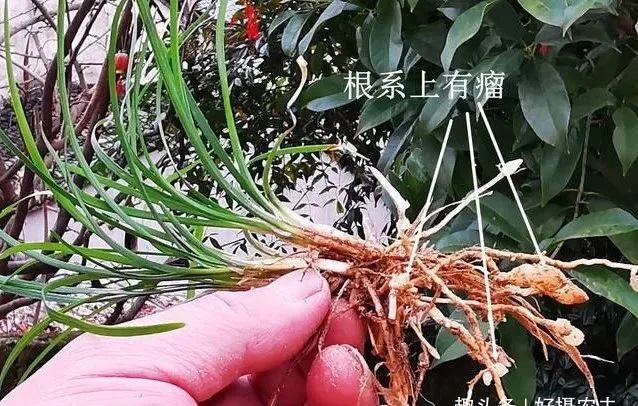「植物」兰花、菖蒲、麦冬,三种最容易混淆的植物,知道这些就不会买错