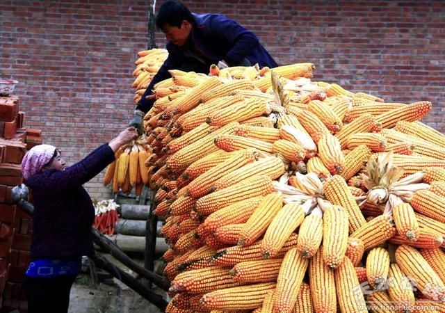  #农民朋友#农民有钱了 家有20万存款，在农村究竟算富人还是穷人