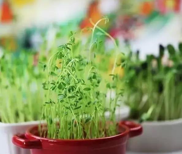  「雅致」播三五盆清新雅致的芽苗菜盆栽，靠自己的双手，尝尝春天的味道！