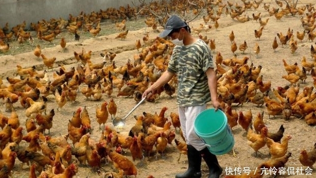  【练成】养鸡高手都是这么练成的