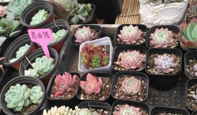 「时间」这种多肉植物,养得越久越贵,形状像“螺旋”,温差大容易上色