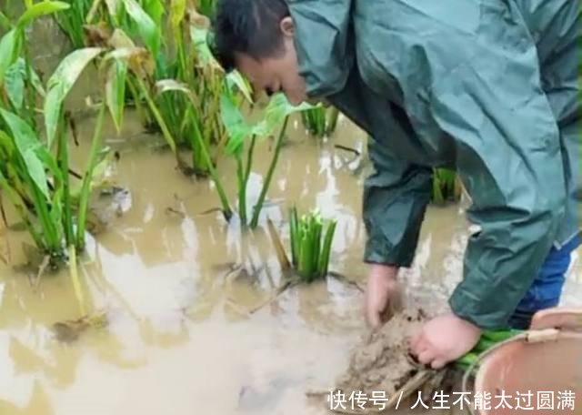 农民种植看似像“芋头”的它，一斤卖十元，靠它年赚三十万！
