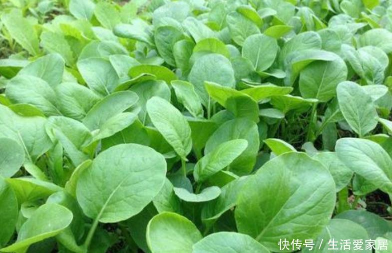  光照@“4种菜”种阳台，5天发芽，20天就上桌，吃完一茬又一茬！