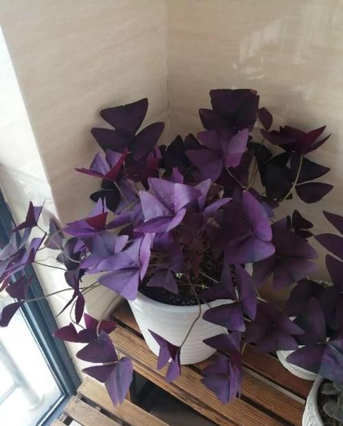 #紫叶酢浆草#爷爷养了一盆“蝴蝶花”，一根枝上开出百朵花，五颜六色最讨喜！