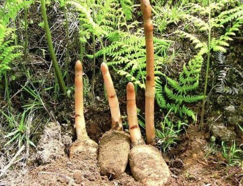  『兰科的植物』1种野生植物“珍贵”，被称为天麻，生长在山沟里，1公斤800元！