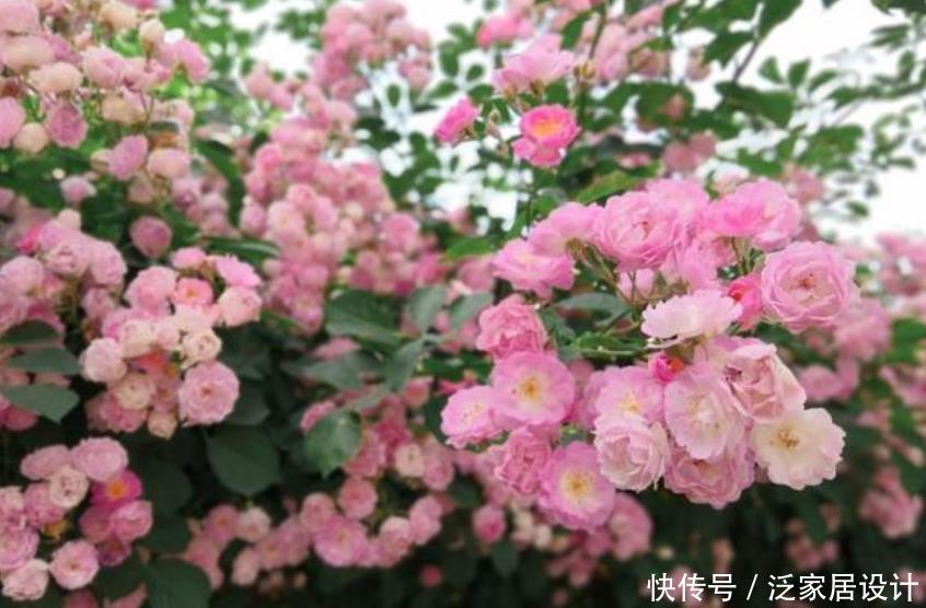 『越美』现在就养“4种花”,天气越热,开花越美,一次开花500朵!