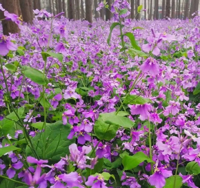  【慎养】这花要慎养，每年砍掉3麻袋，照样蹭蹭长！