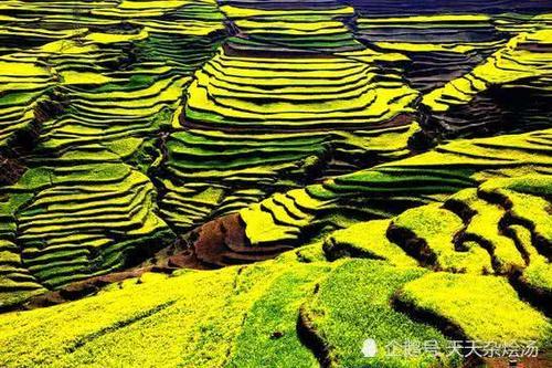 2月旅游哪里去？万亩油菜花田里逛一逛，美得简直不像话