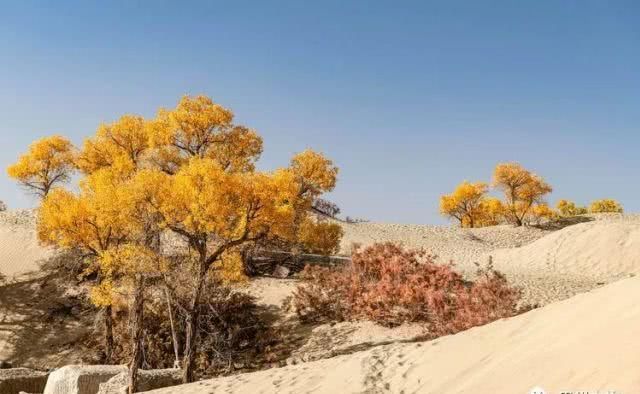 大美新疆，上眼胡杨