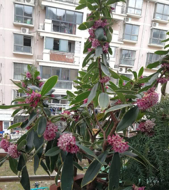  「绕梁三日」最香的木本花卉，花开香味可“绕梁三日”不散，养护简单还能做盆景！