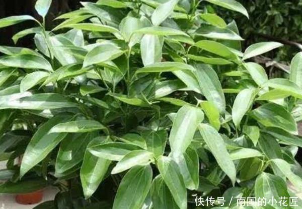  「甲醛」这4种植物，“镇宅”还能吸甲醛，尤其第三种，聪明人都在养！