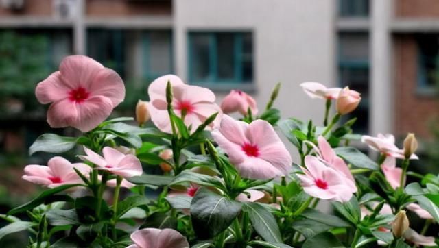 【三角梅】夏天阳台不能养花？这6种花把你家的阳台承包啦！