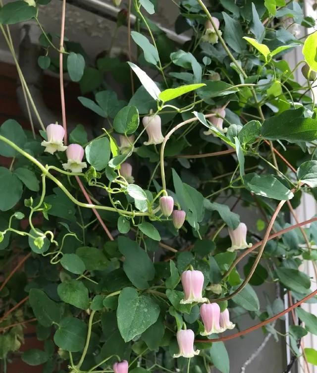 #图片作者#有一颗爱花的心,就算只有个封闭小阳台,也能养出一片花海!